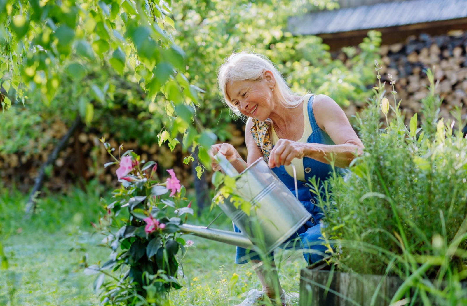 A senior in blue coveralls watering a pink flowering plant outdoors on a bright day in a garden filled with greenery